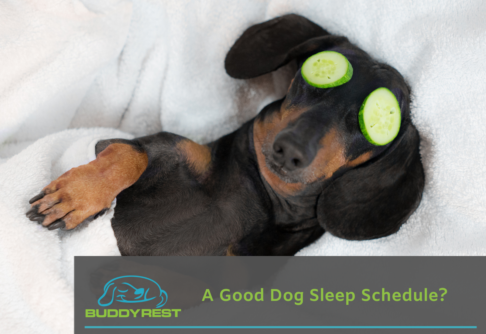 A Good Dog Sleep Schedule?