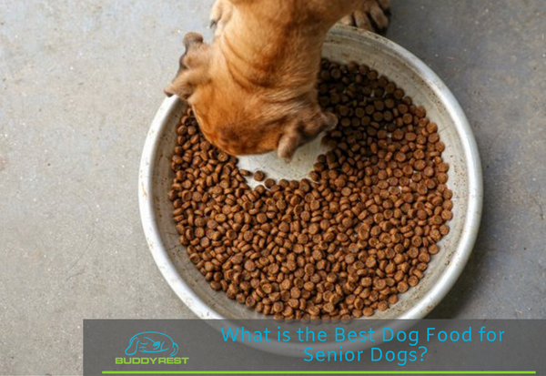 What is the Best Dog Food for Senior Dogs