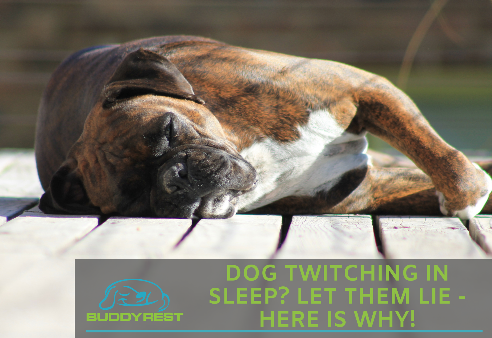 Dog Twitching In Sleep? Let Them Lie - Here Is Why!