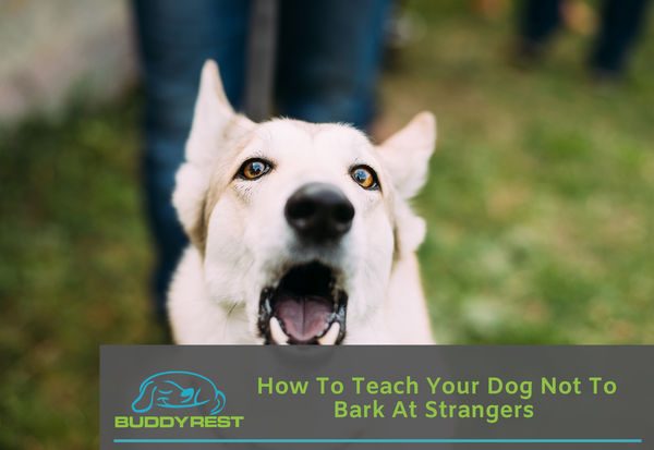 How to teach my clearance dog to not bark