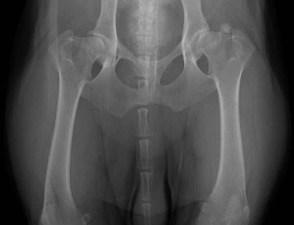 Supplements for hip dysplasia in outlet dogs