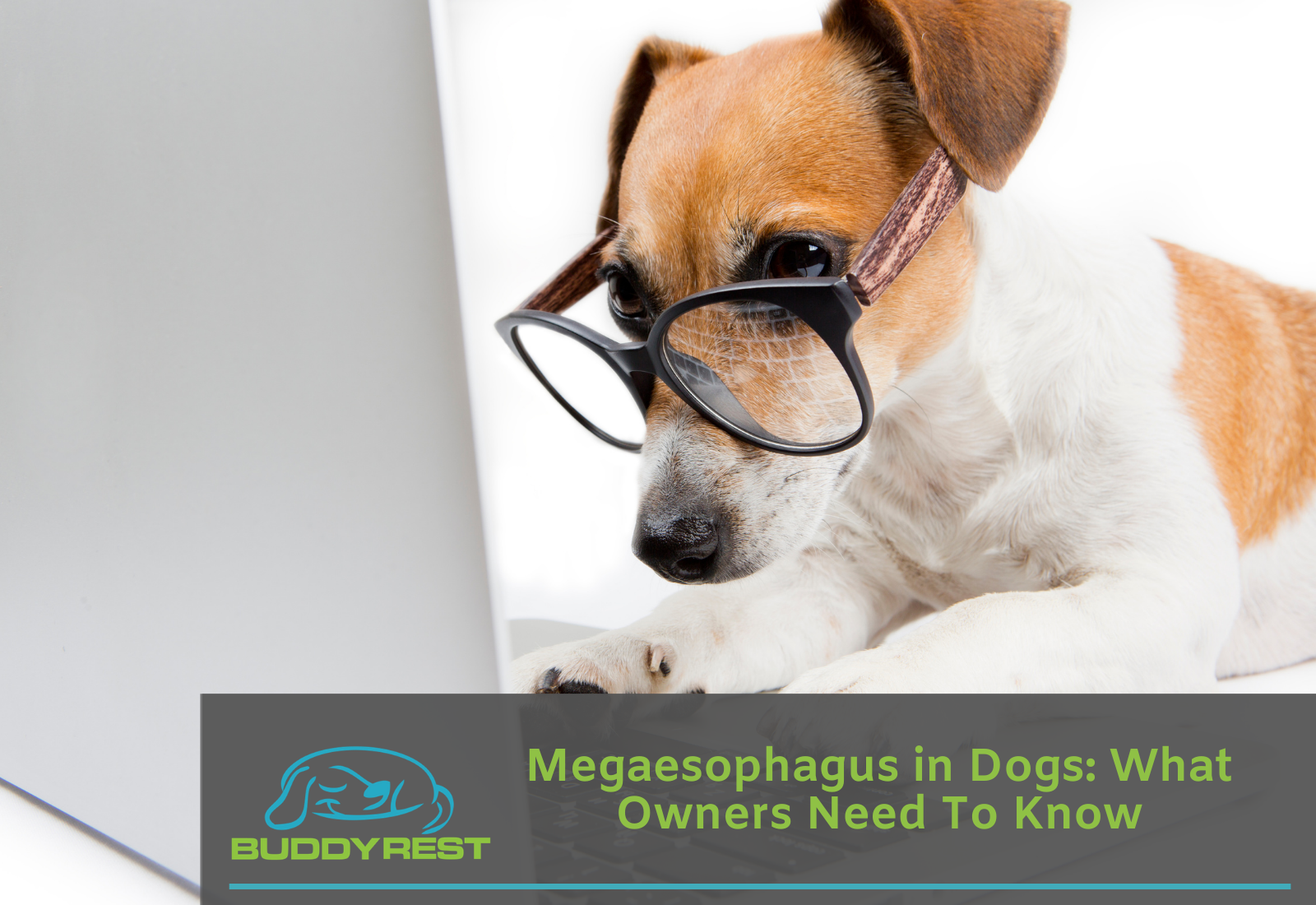 Megaesophagus in Dogs: What Owners Need To Know