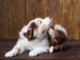 10 Home Remedies for Itchy Dog Skin: A Natural Approach to Soothe the Scratch