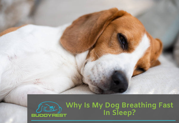 why is my beagle breathing heavy?