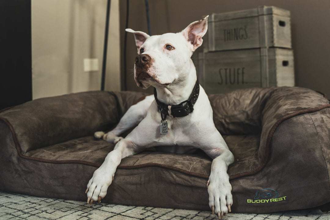 white dog on ortho dog bed
