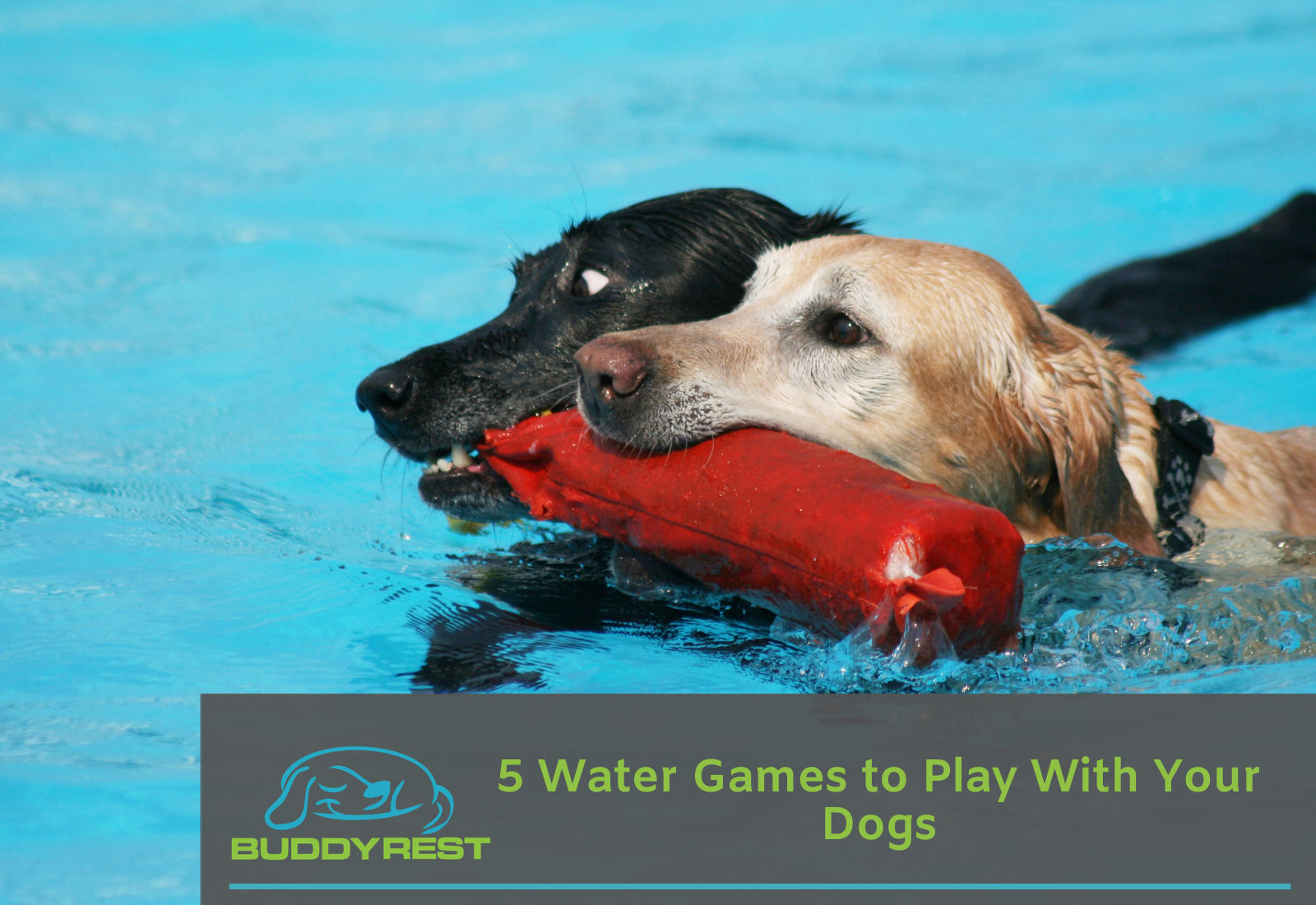 5 Water Games to Play With Your Dogs