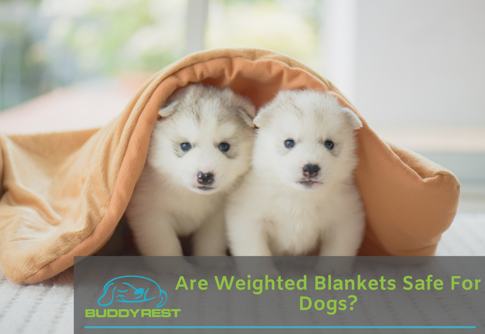 Are Weighted Blankets Safe For Dogs? 