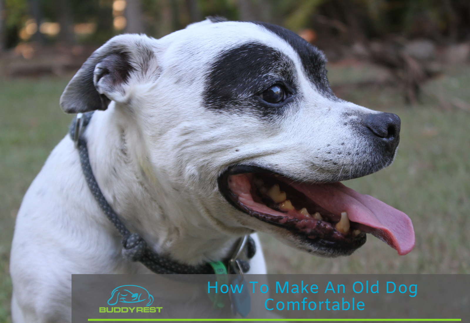 How to make an old dog comfortable