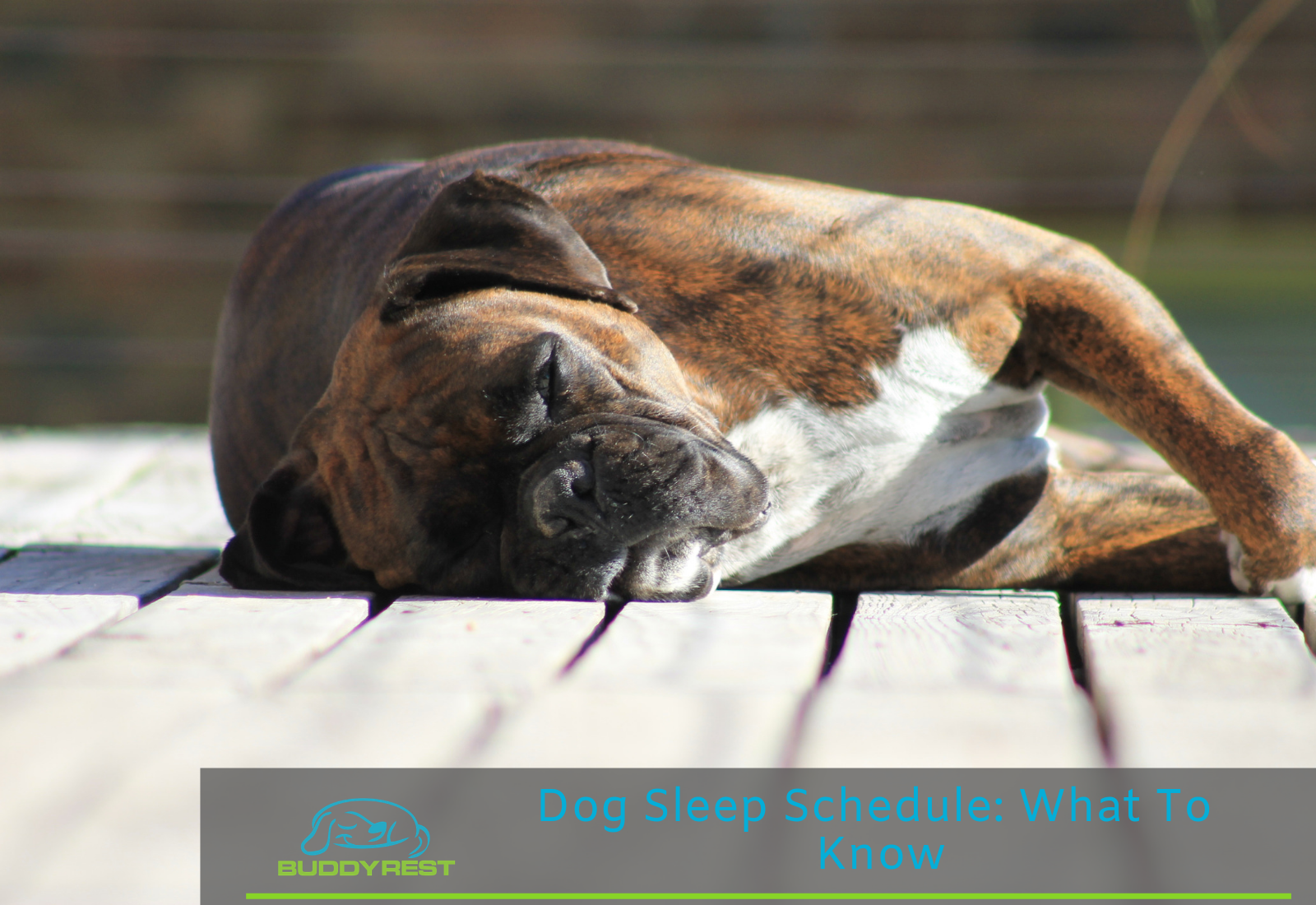Dog Sleep Schedule: What to Know