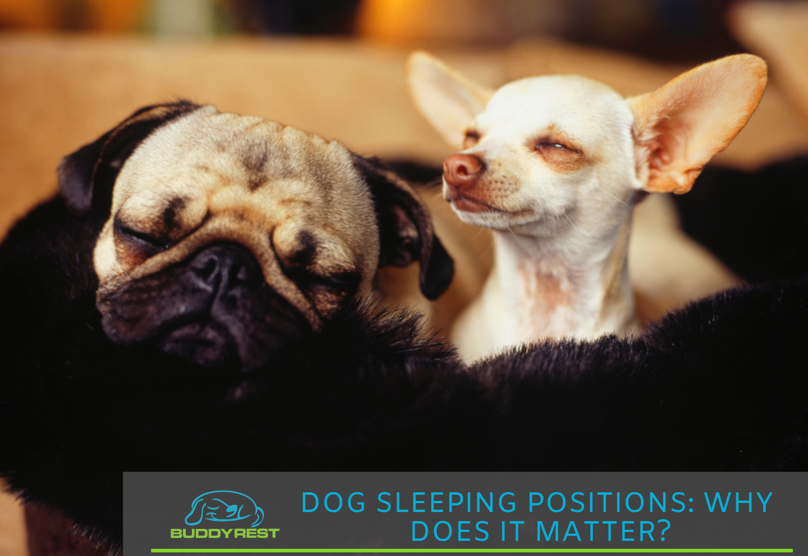Dog Sleeping Positions: Why does it matter?