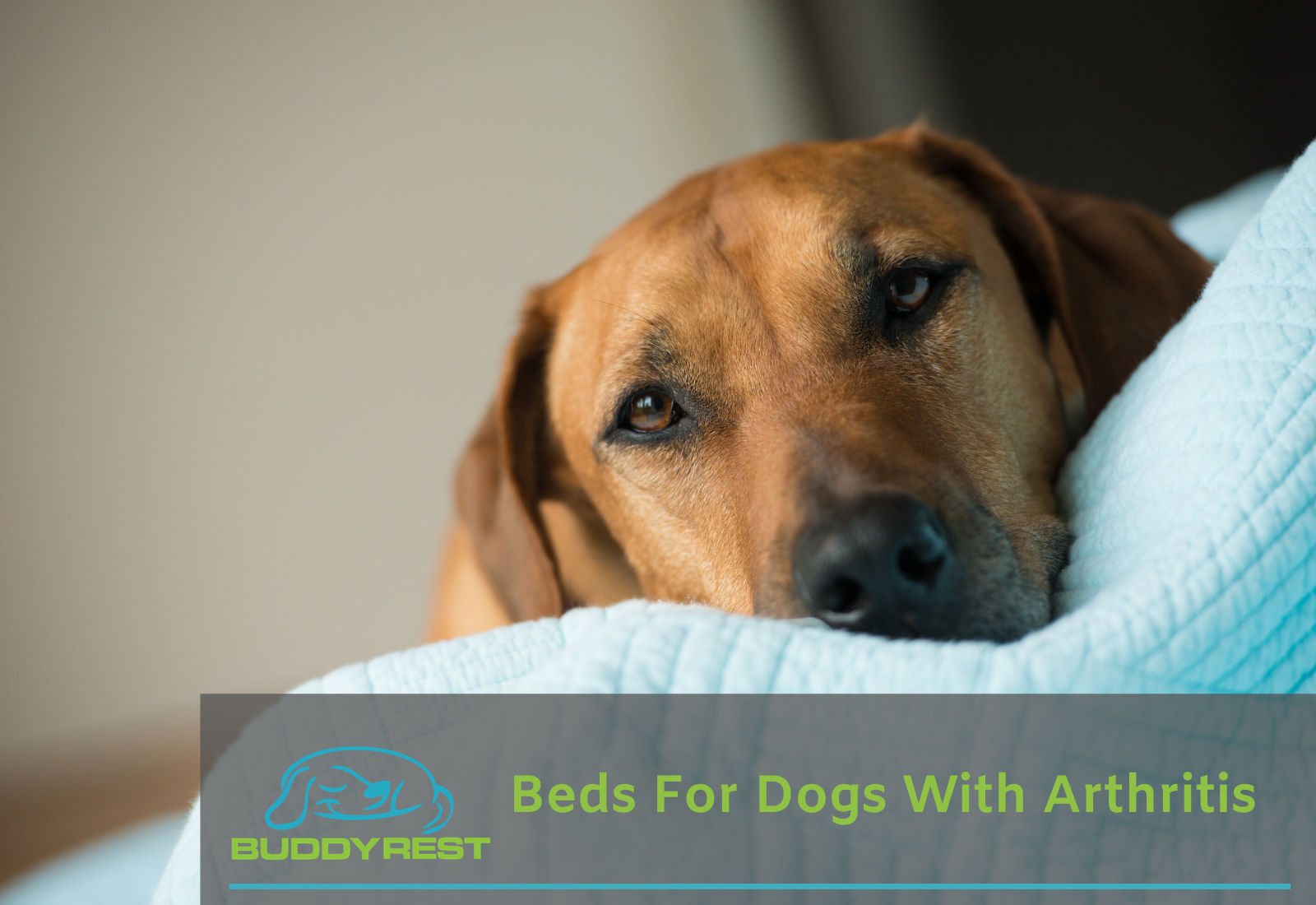 Beds For Dogs with Arthritis - buddyrest.com