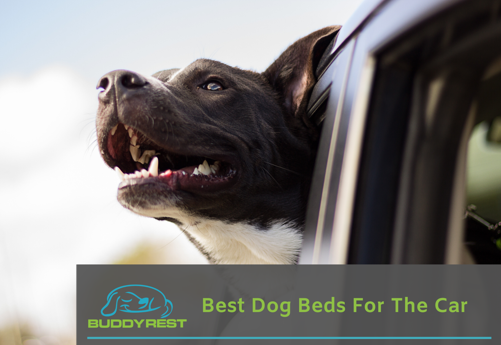 Best Dog Beds For The Car