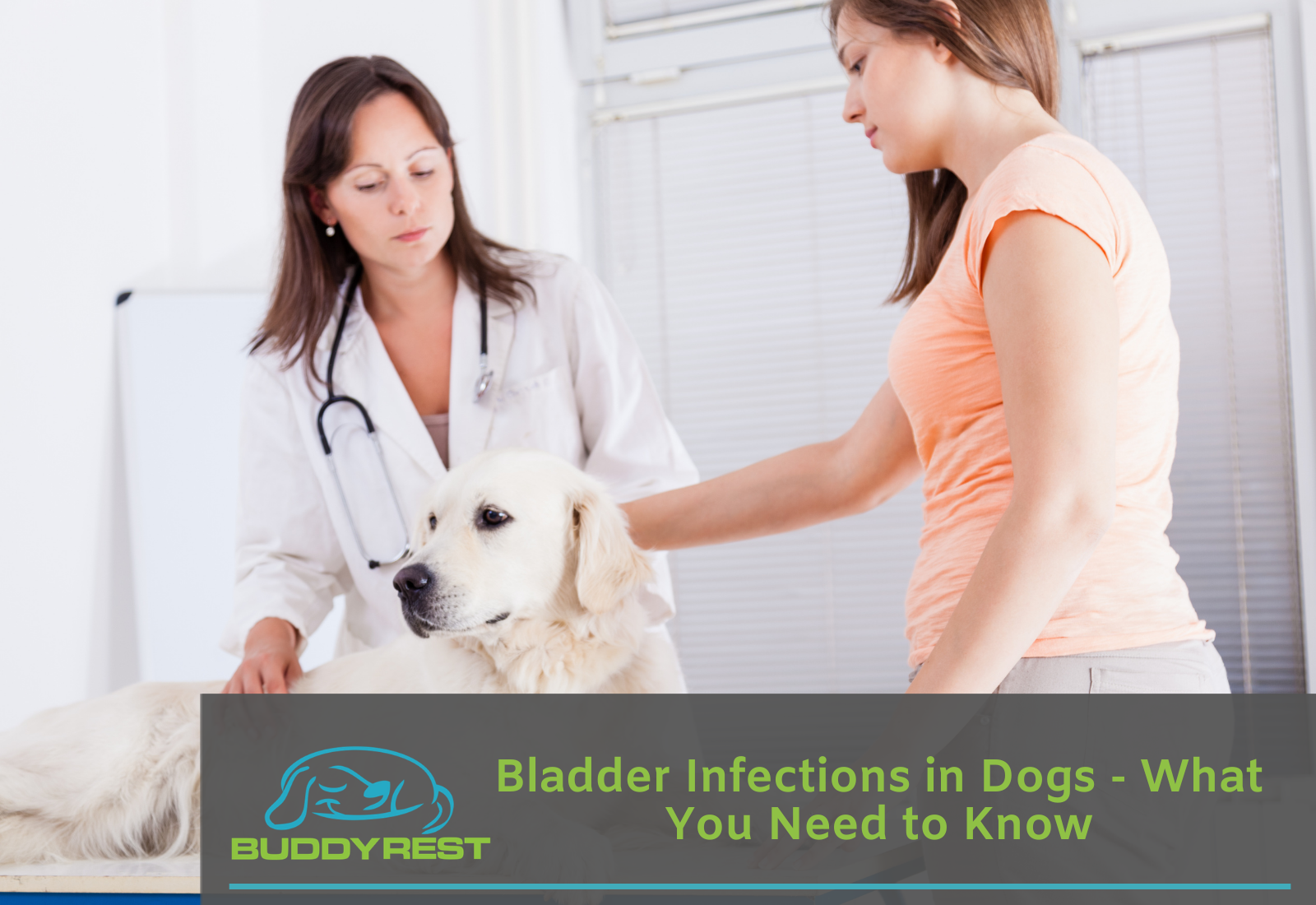 Bladder Infections in Dogs - What You Need to Know