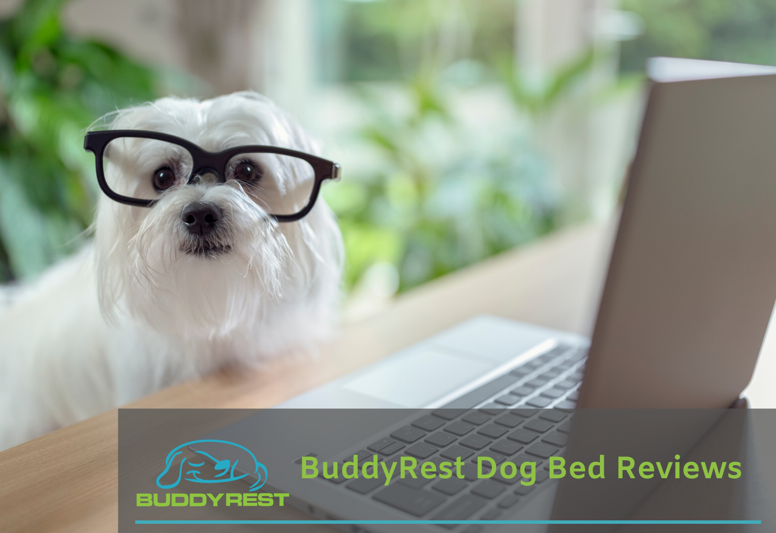 https://buddyrest.com/cdn/shop/articles/BuddyRest_Dog_Bed_Reviews_1600x.png?v=1582751917