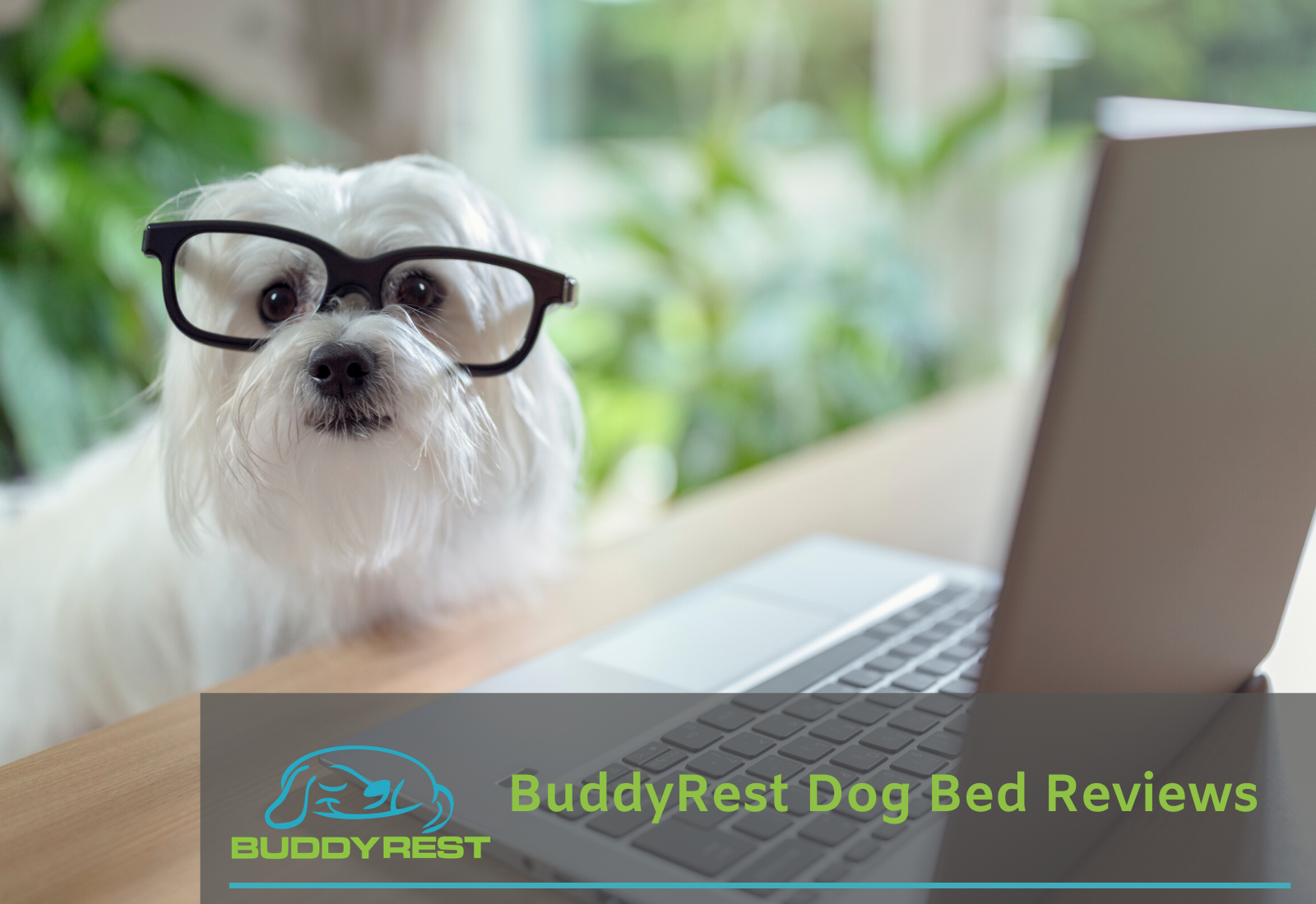 BuddyRest Dog Bed Reviews