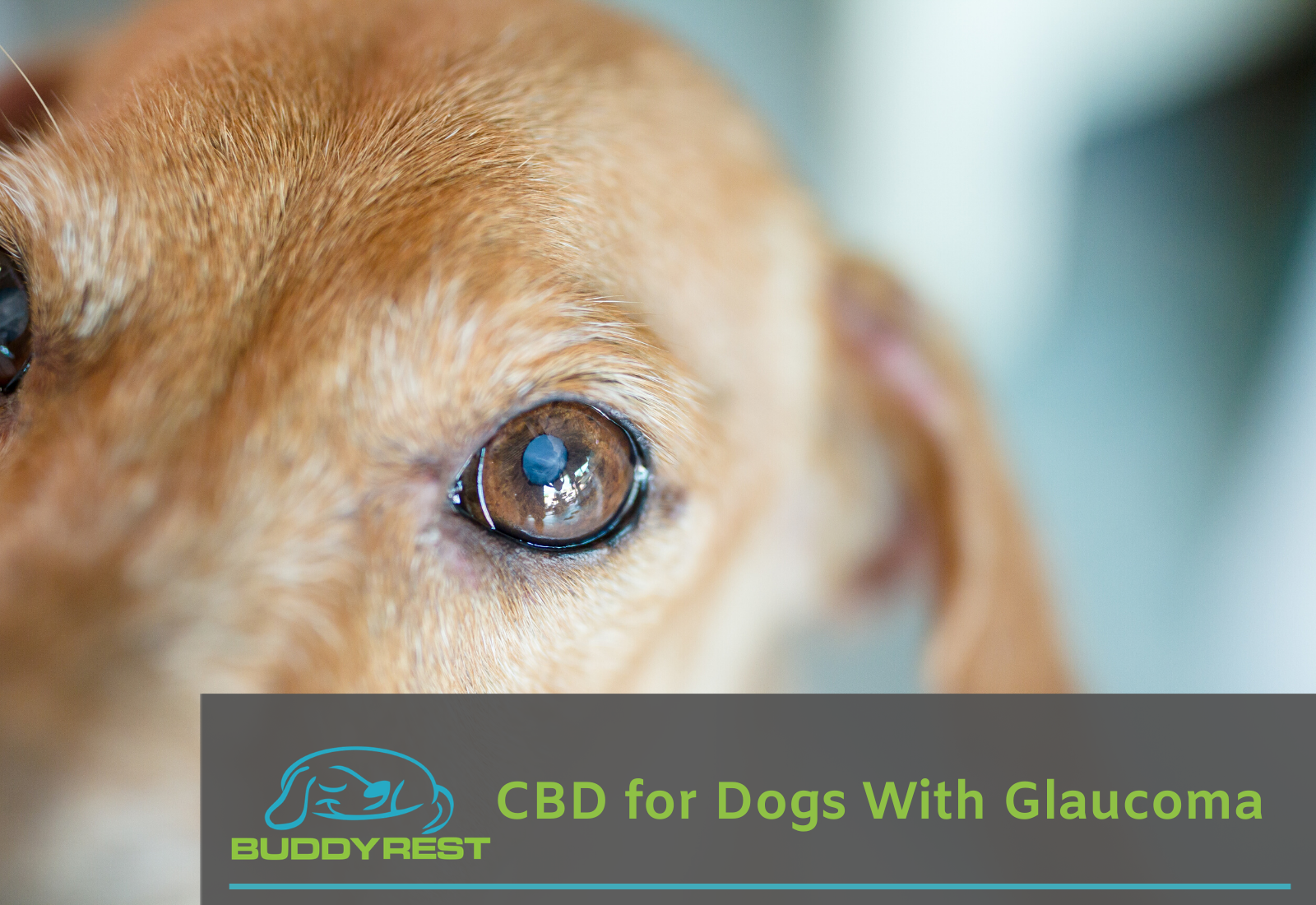 CBD for Dogs with Glaucoma