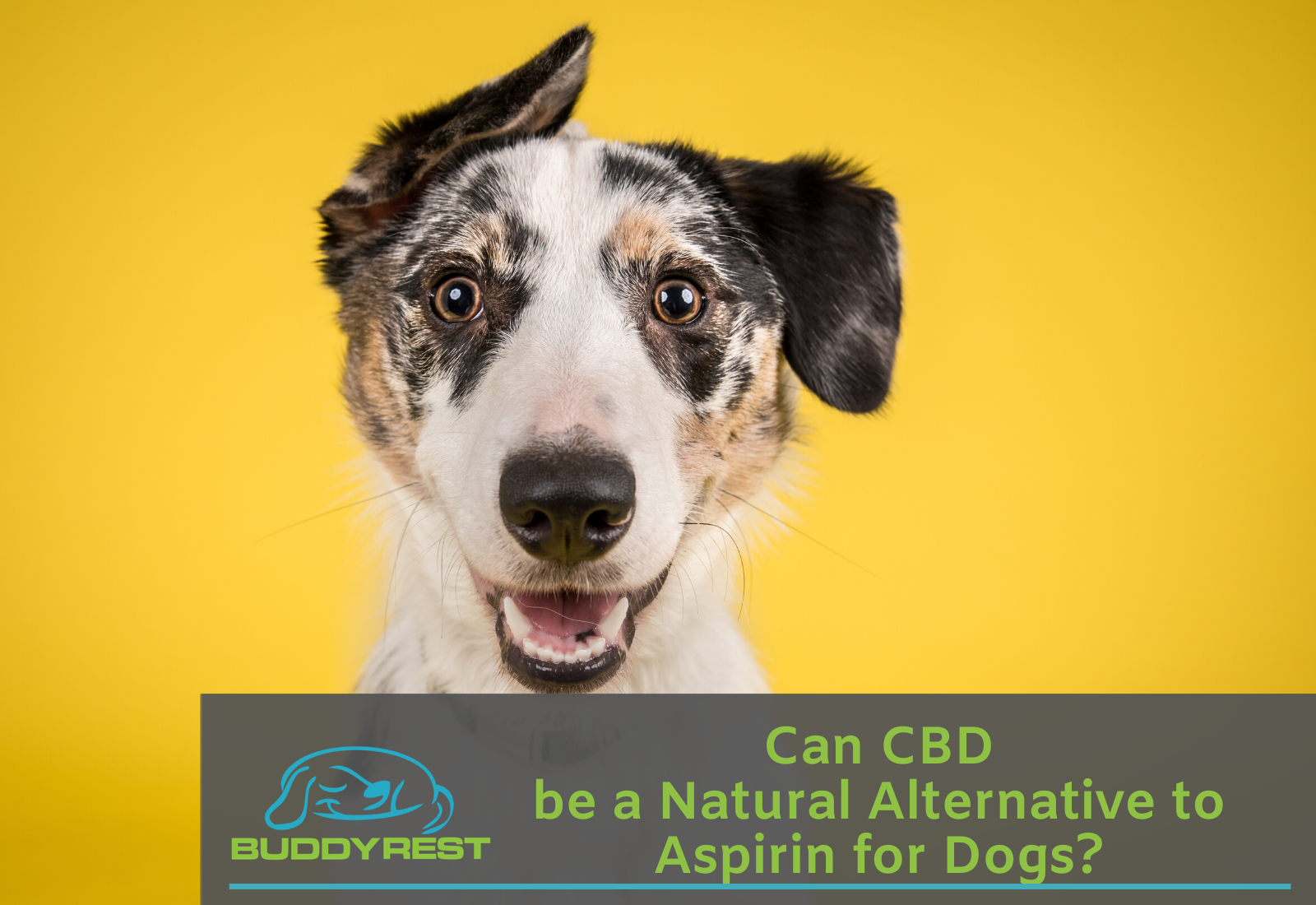 Can CBD be a Natural Alternative to Aspirin for Dogs?