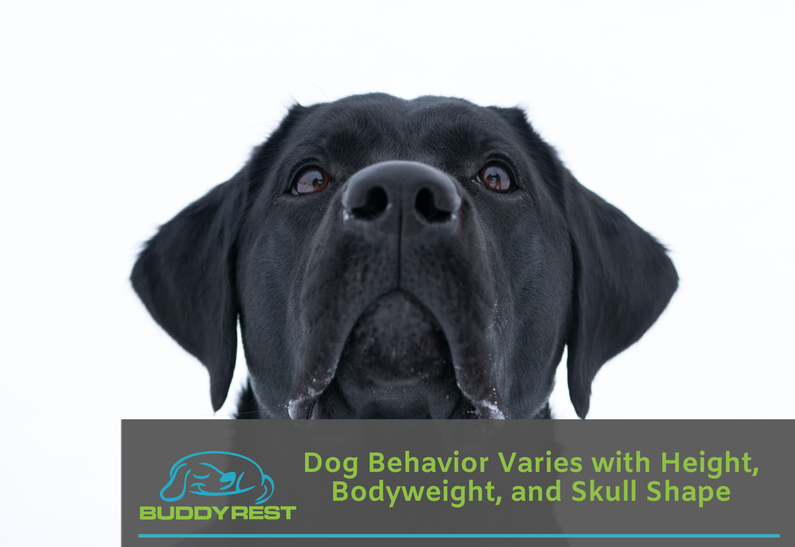 Dog Behavior Varies with Height, Bodyweight, and Skull Shape