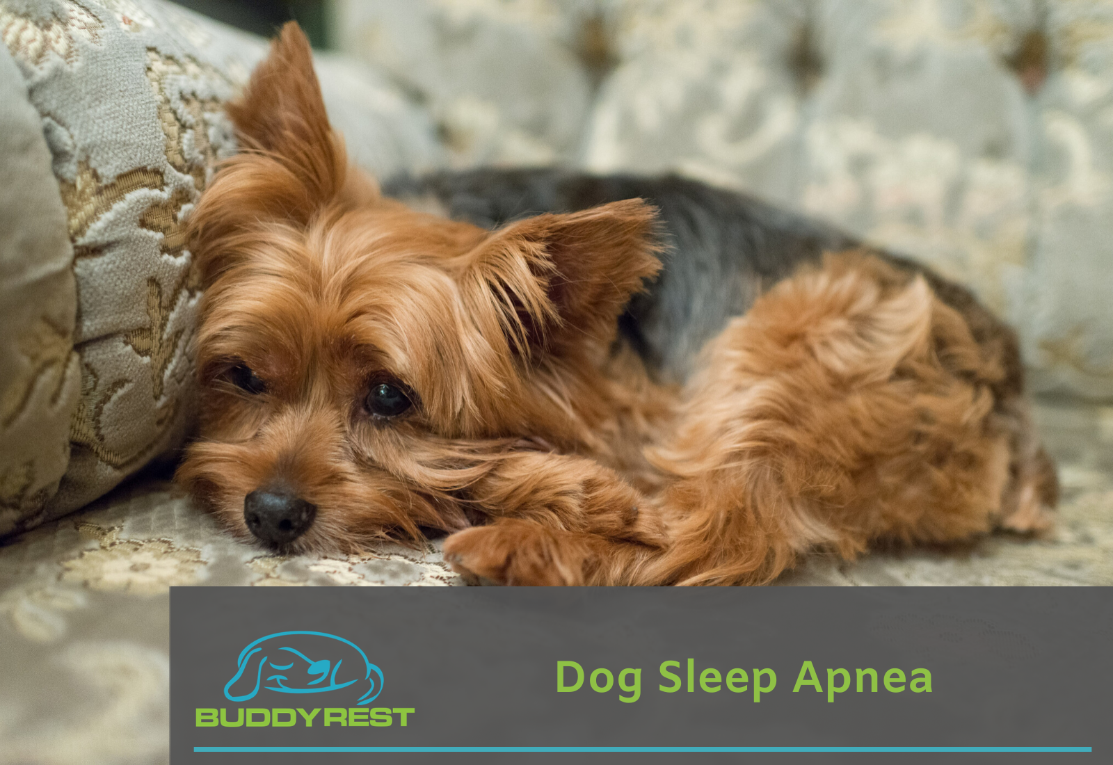 Dog sleep apnea hot sale cpap