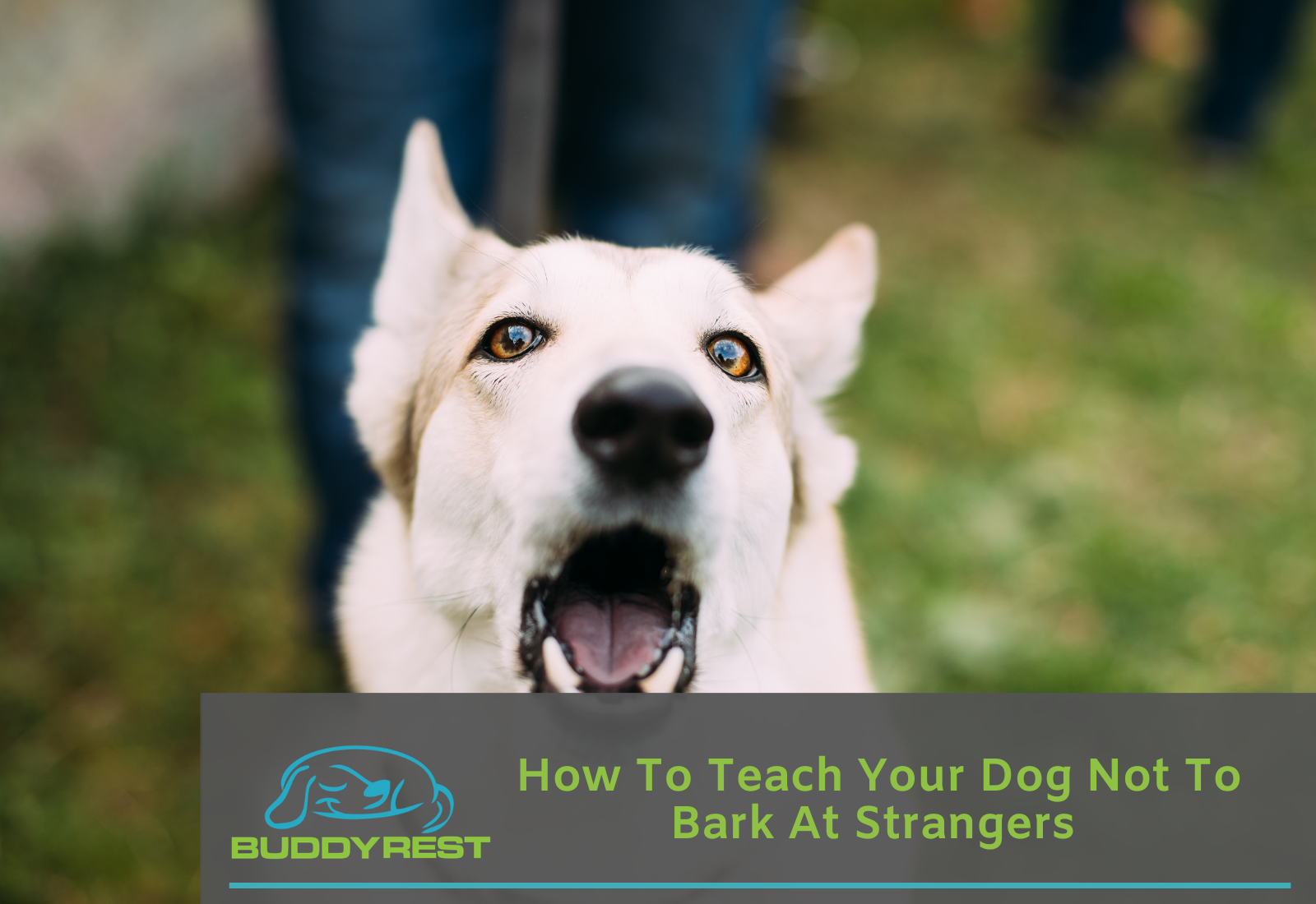Teach your dog to not bark at strangers