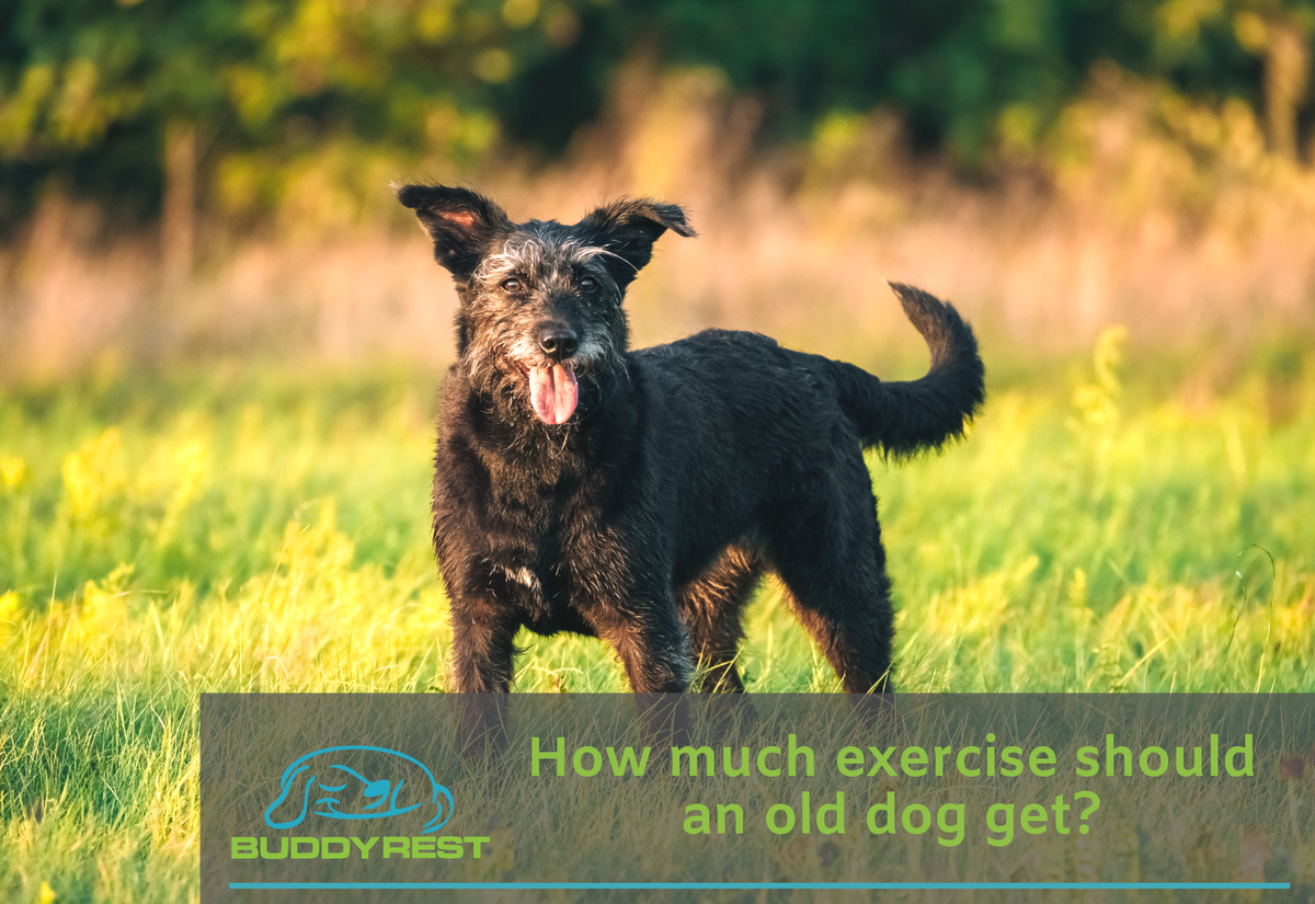 How much exercise should an old dog get?