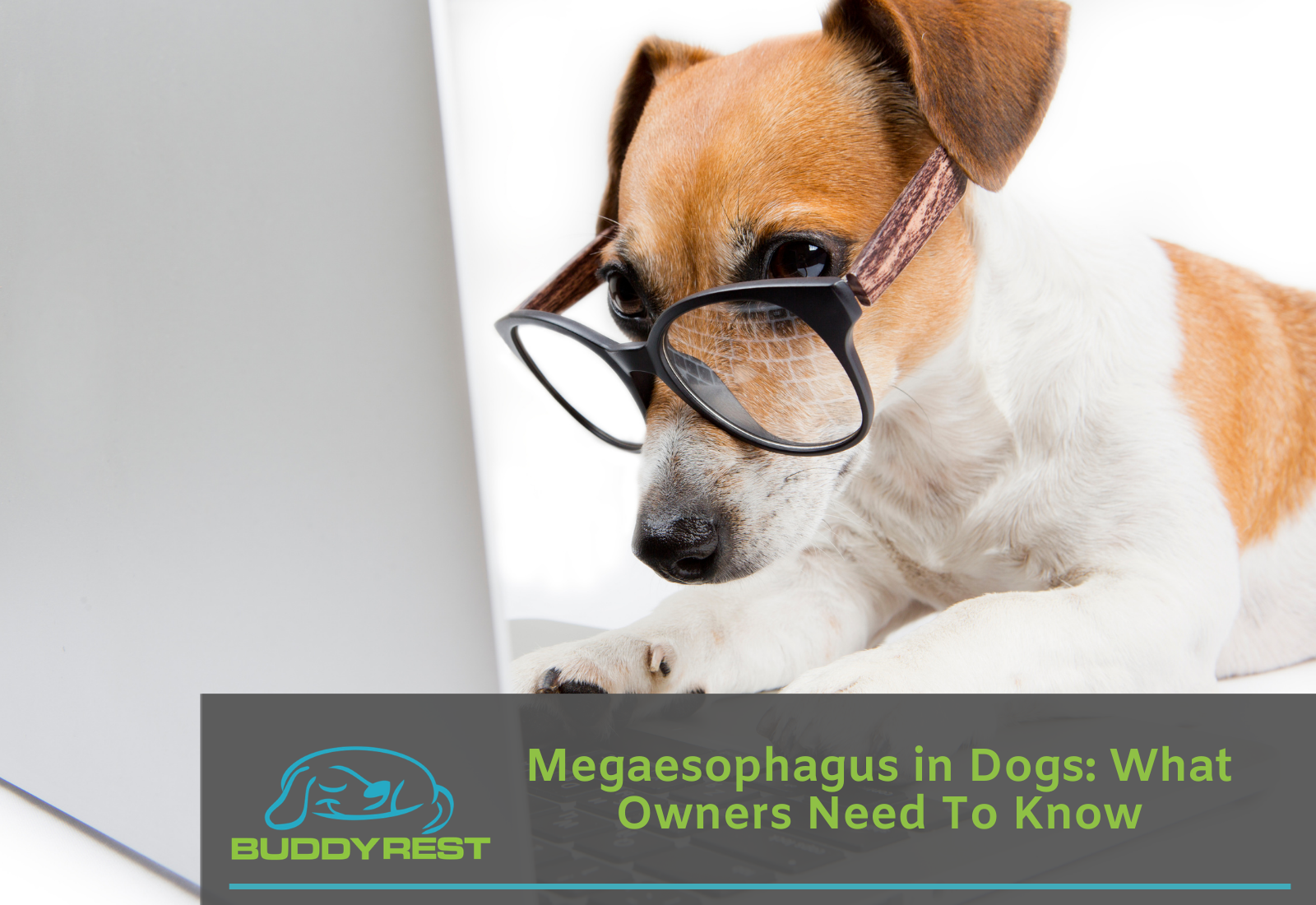 Megaesophagus sales dog food