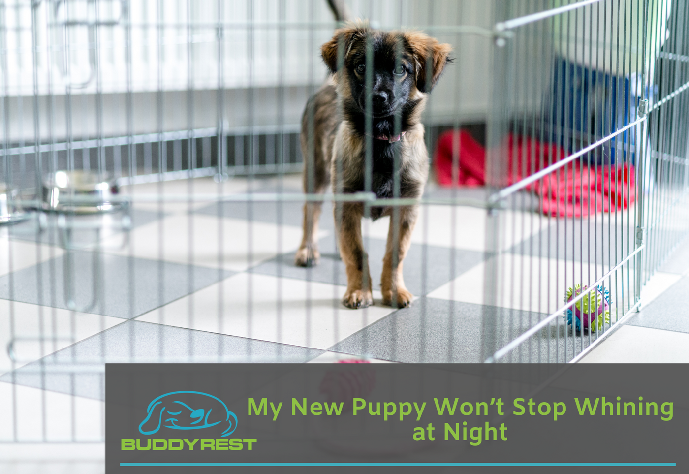 My New Puppy Won’t Stop Whining at Night