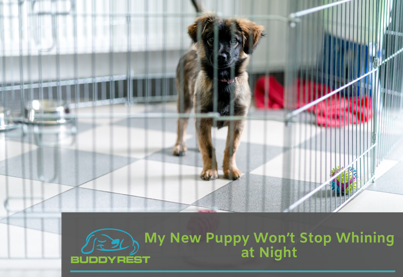 How long do puppies whine at night best sale