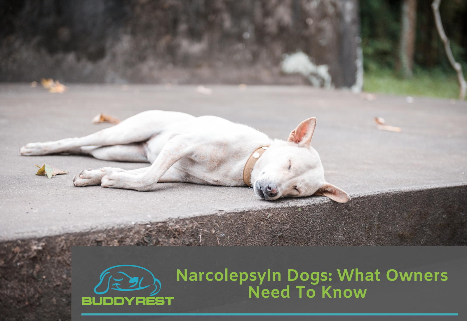 Narcolepsy in Dogs: What Owners Need To Know