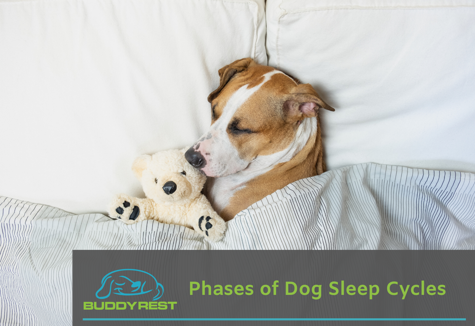 https://buddyrest.com/cdn/shop/articles/Phases_of_Dog_Sleep_Cycles_1600x.png?v=1594516827