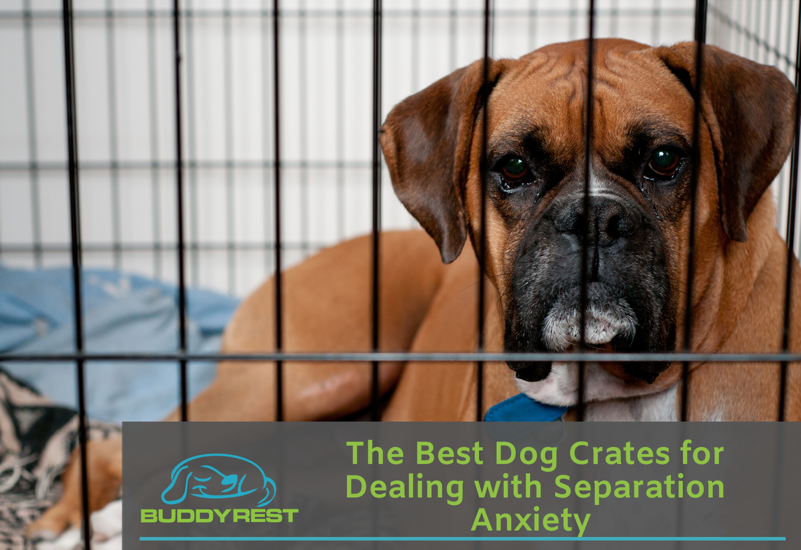 The Best Dog Crates for Dealing with Separation Anxiety