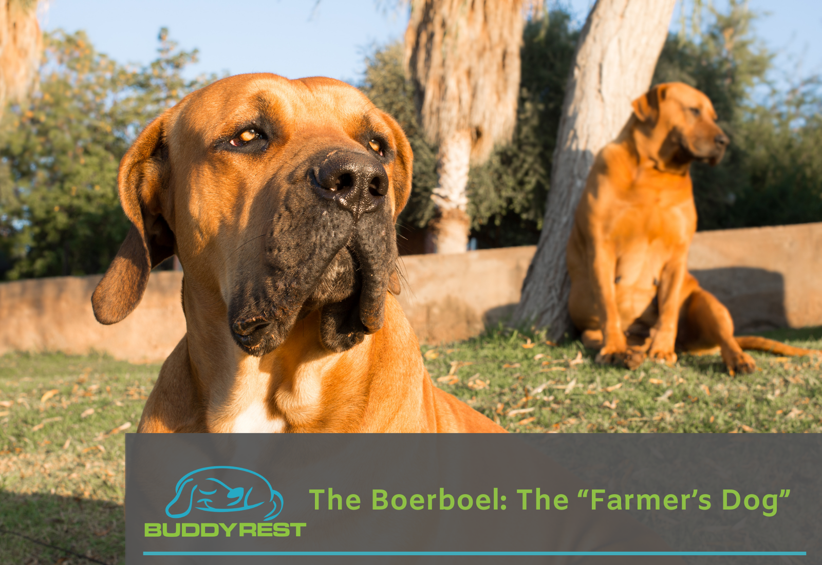 The Boerboel: The “Farmer’s Dog”