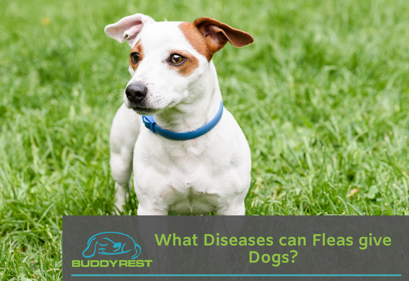 What Diseases can Fleas give Dogs?