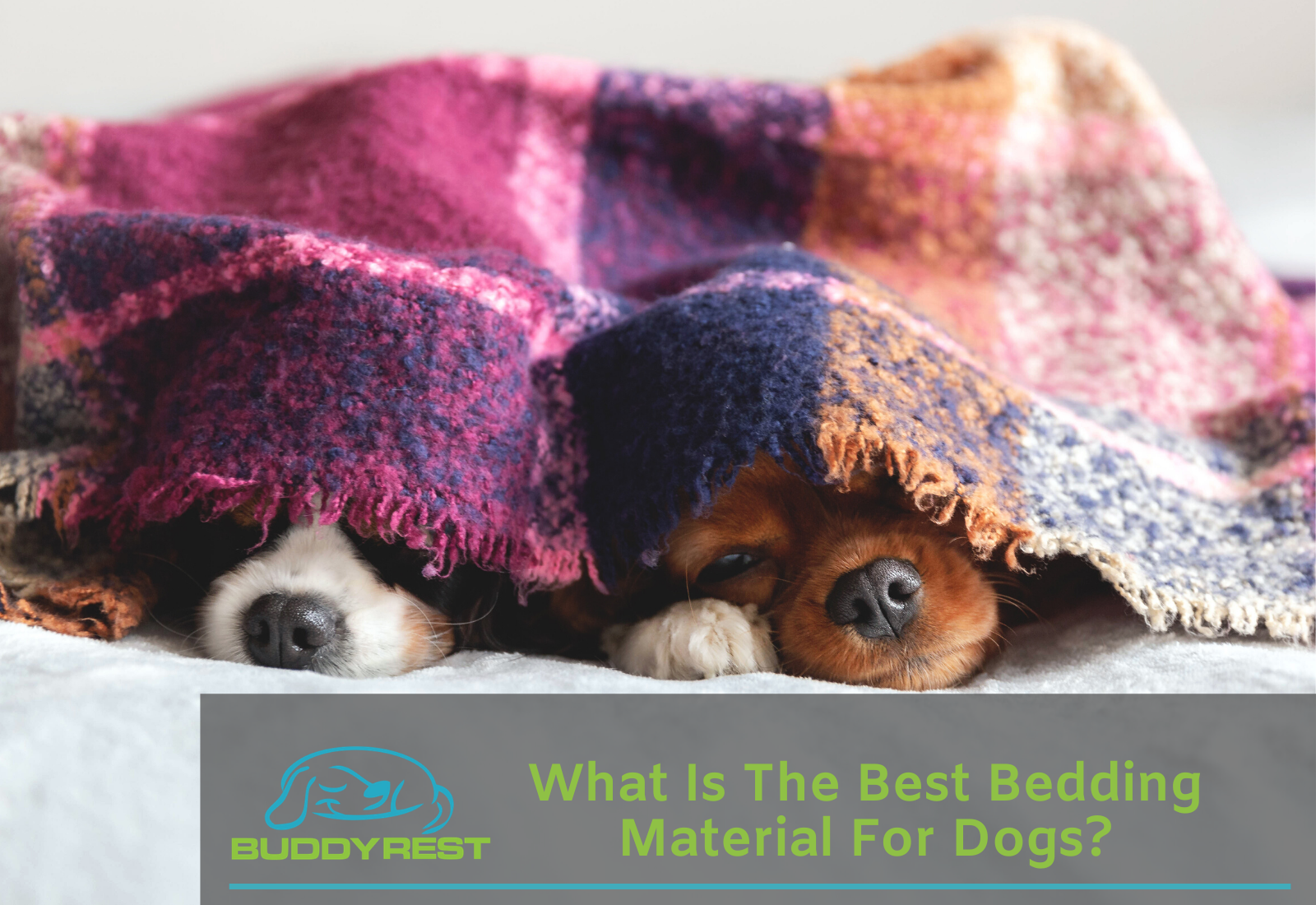 What Is The Best Bedding Material For Dogs
