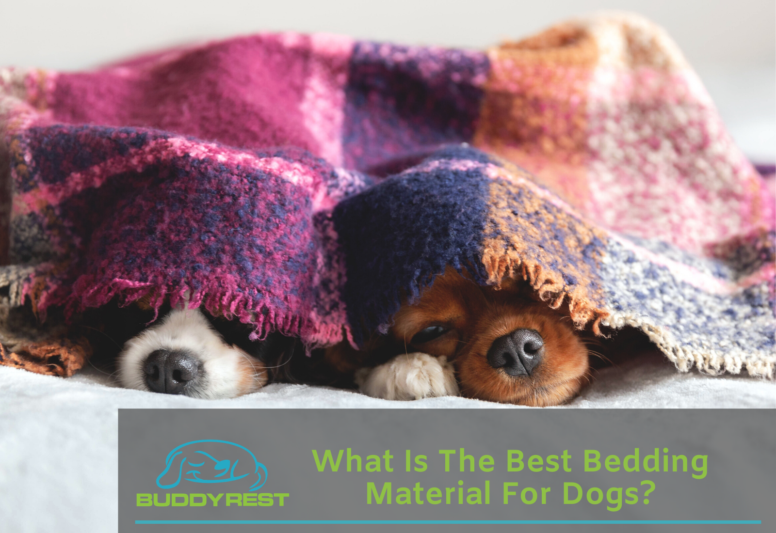 What Is The Best Bedding Material For Dogs?