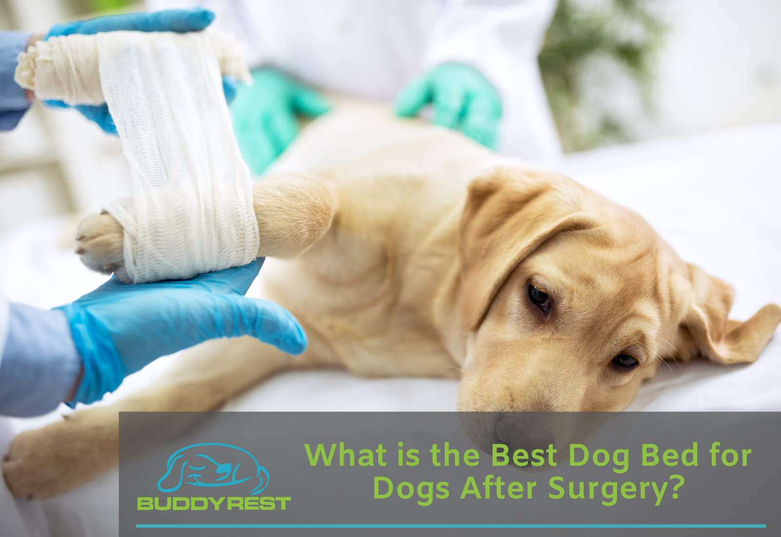 Dog bowel incontinence clearance after surgery