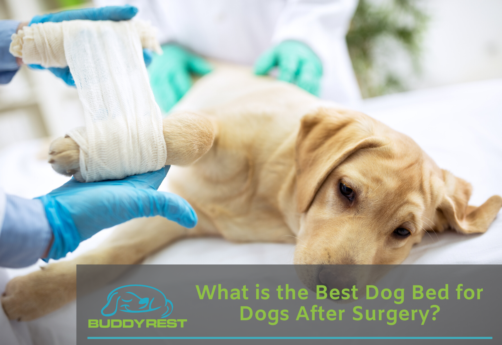 What is the Best Dog Bed for Dogs After Surgery?