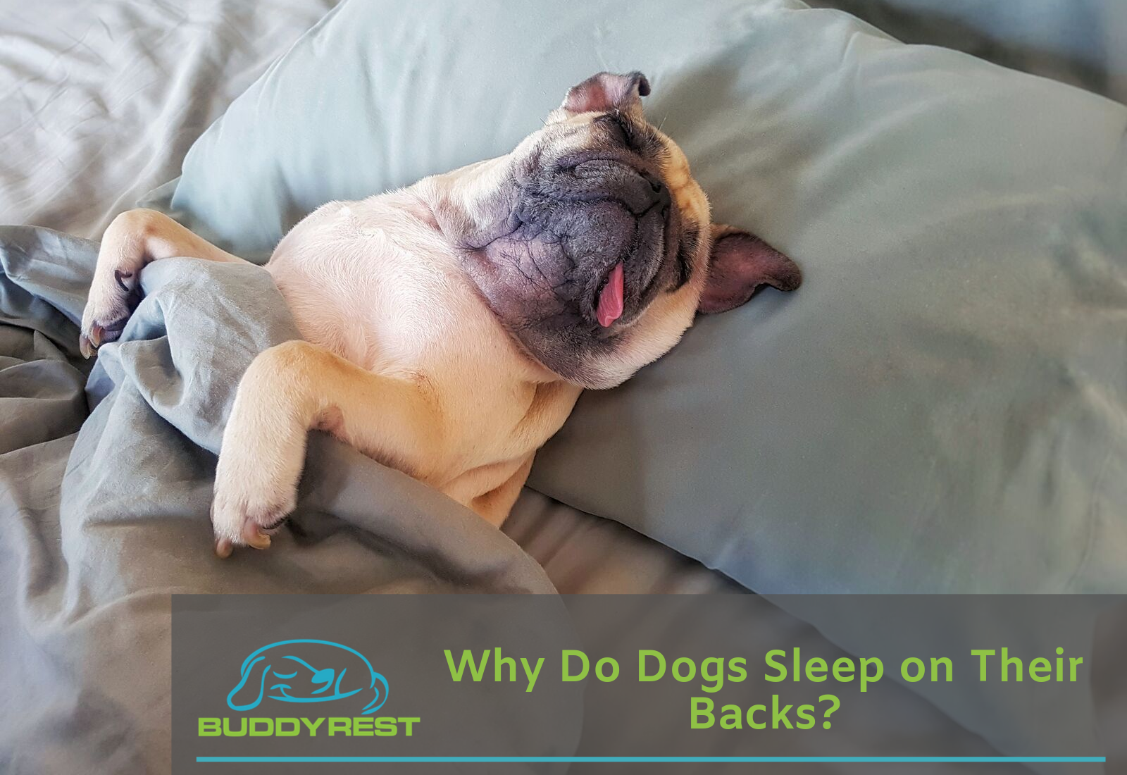 Dog lying deals on its back