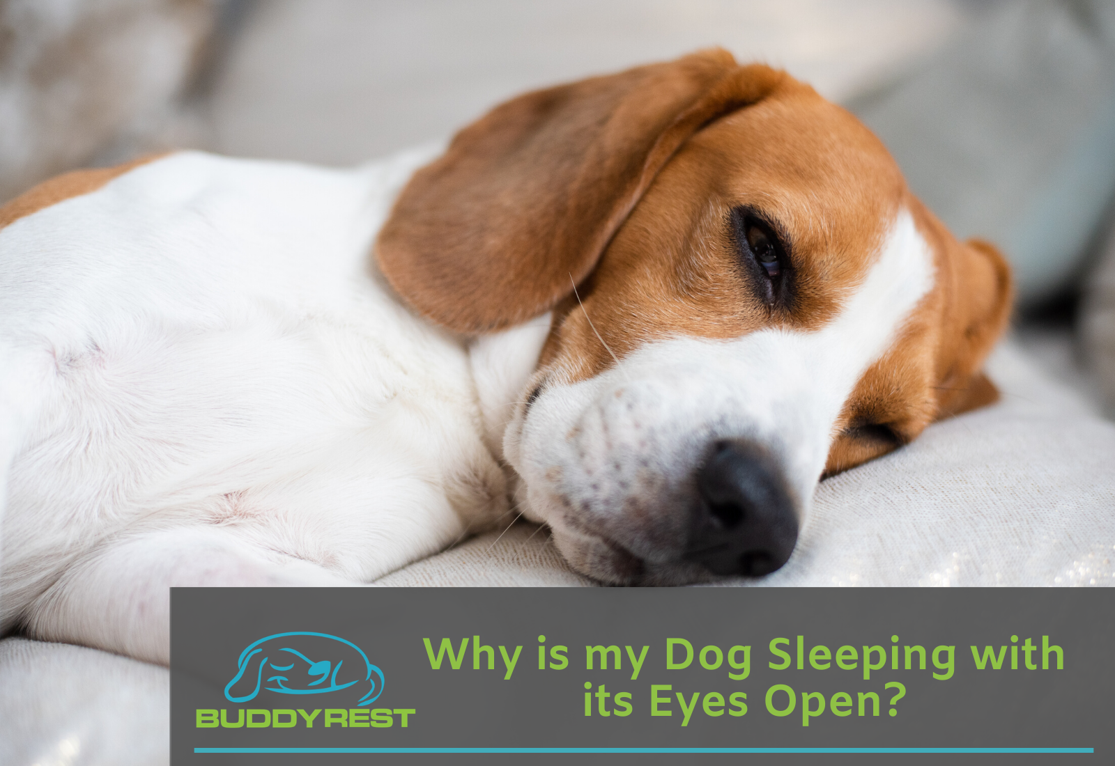 My dog sleeps with his sale eyes open