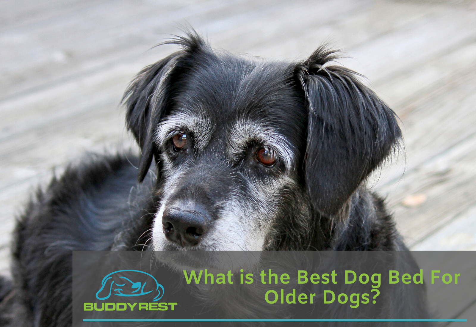 Best pet bed deals for older dog