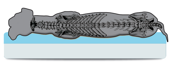 memory foam dog bed drawing