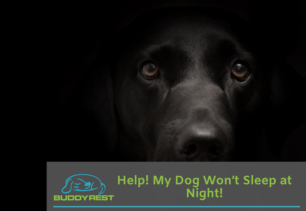 Help! My Dog Won’t Sleep at Night!