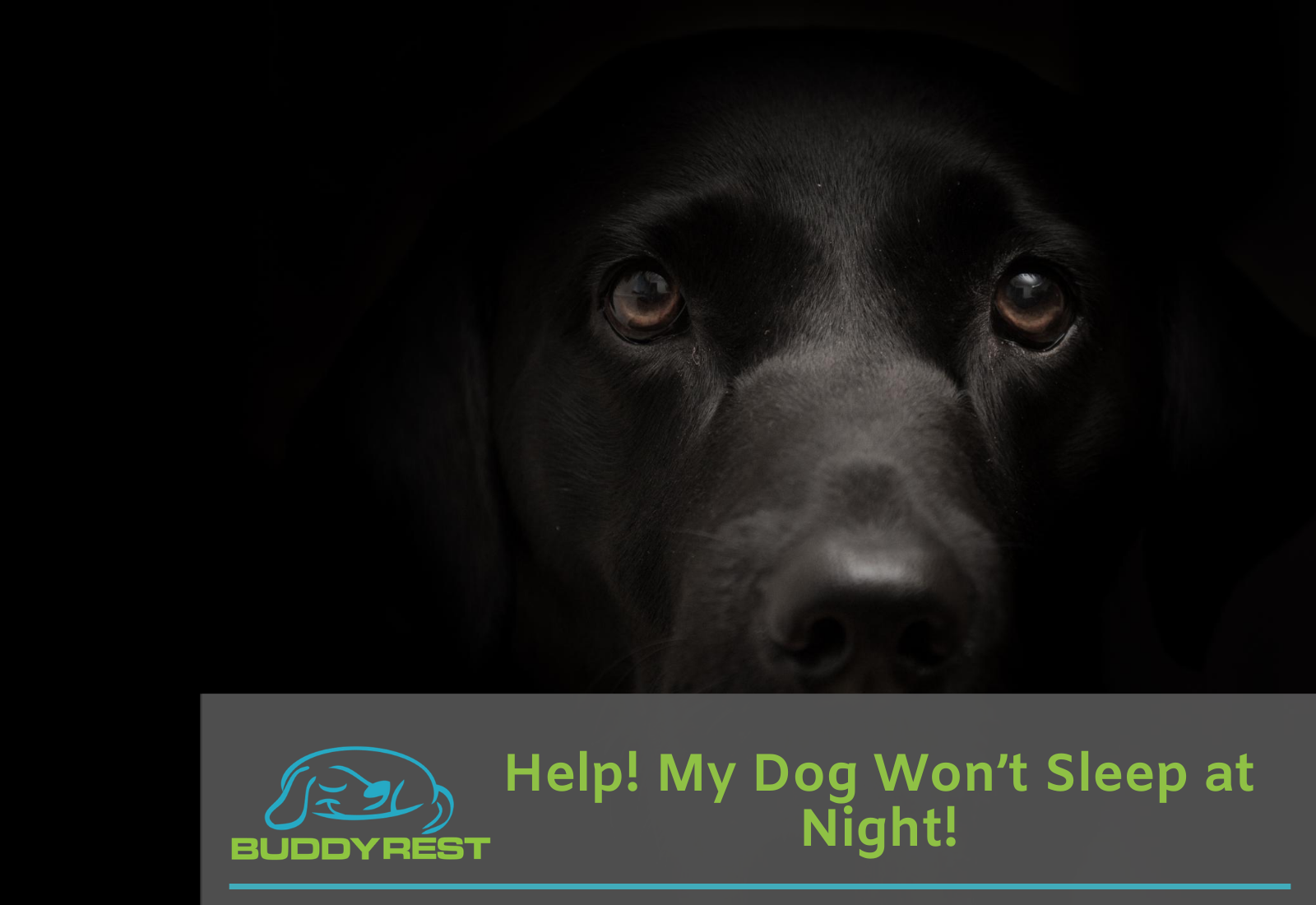 How to get my sales dog to sleep at night