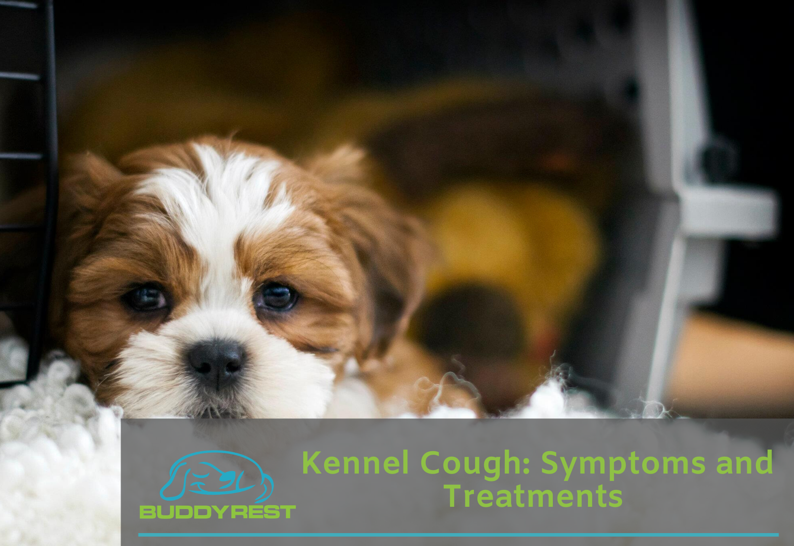 Kennel Cough: Symptoms and Treatments 