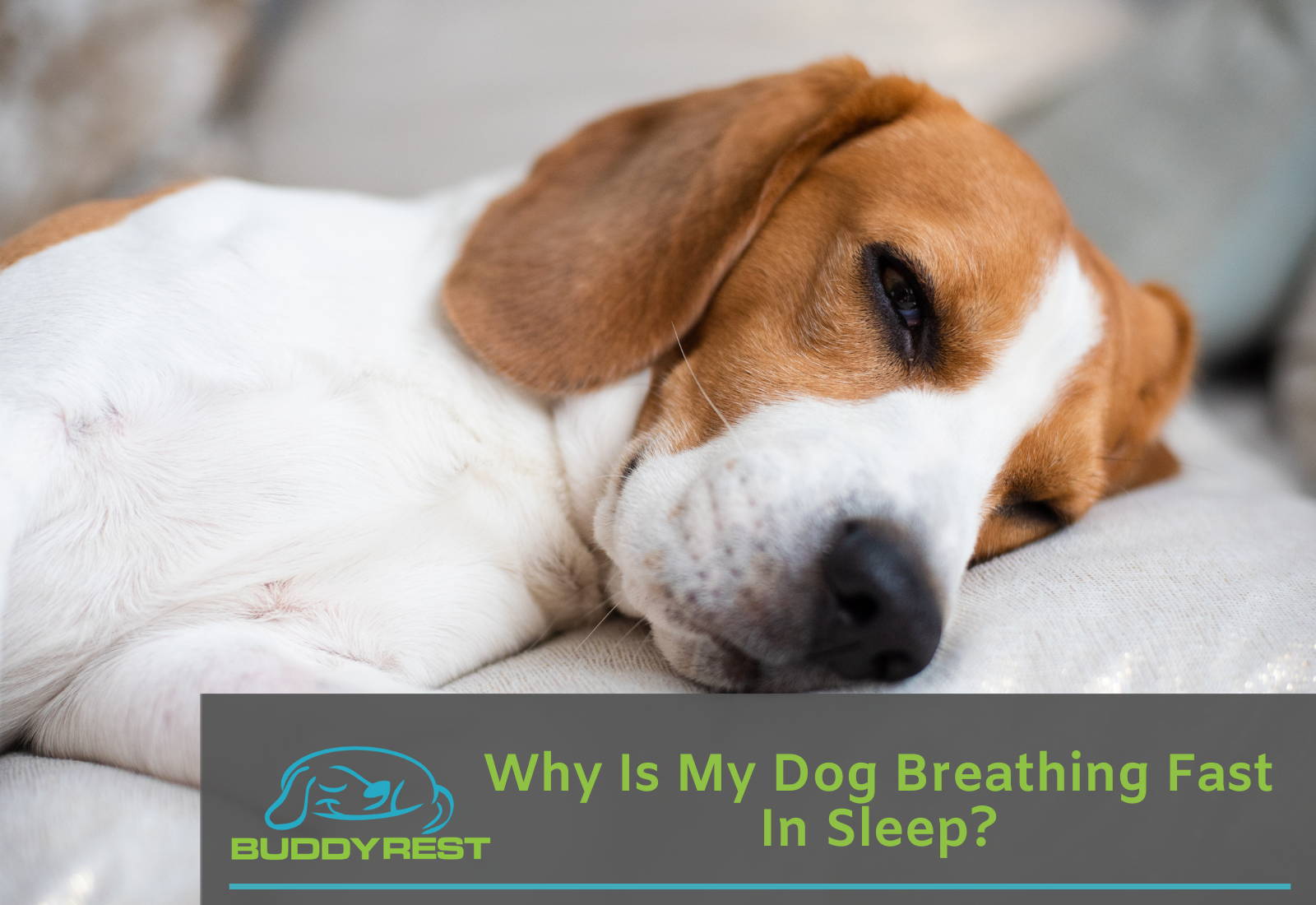 Why is my dog breathing fast in sleep?