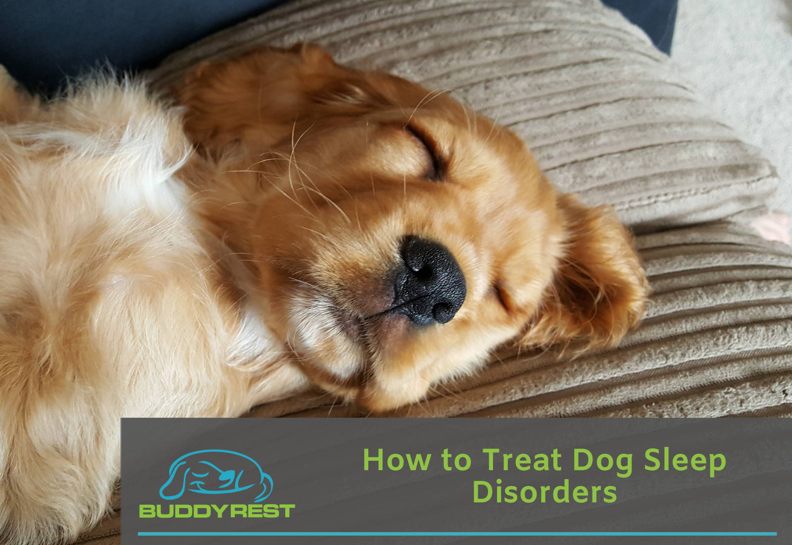 Sleepwalking in Dogs: Causes, Symptoms, and Treatment Sleepwalking in Dogs: Causes, Symptoms, and Treatment