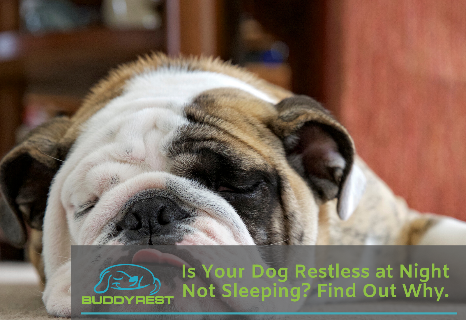 Dog not sleeping best sale