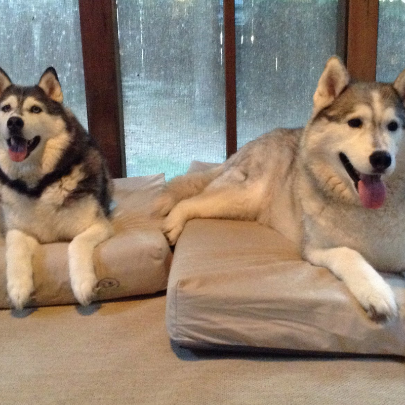 two husky dogs laying on two buddyrest champagne comfort deluxe dog beds