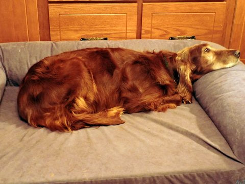 light brown long haired dog laying on grey buddyrest divinity dog bed