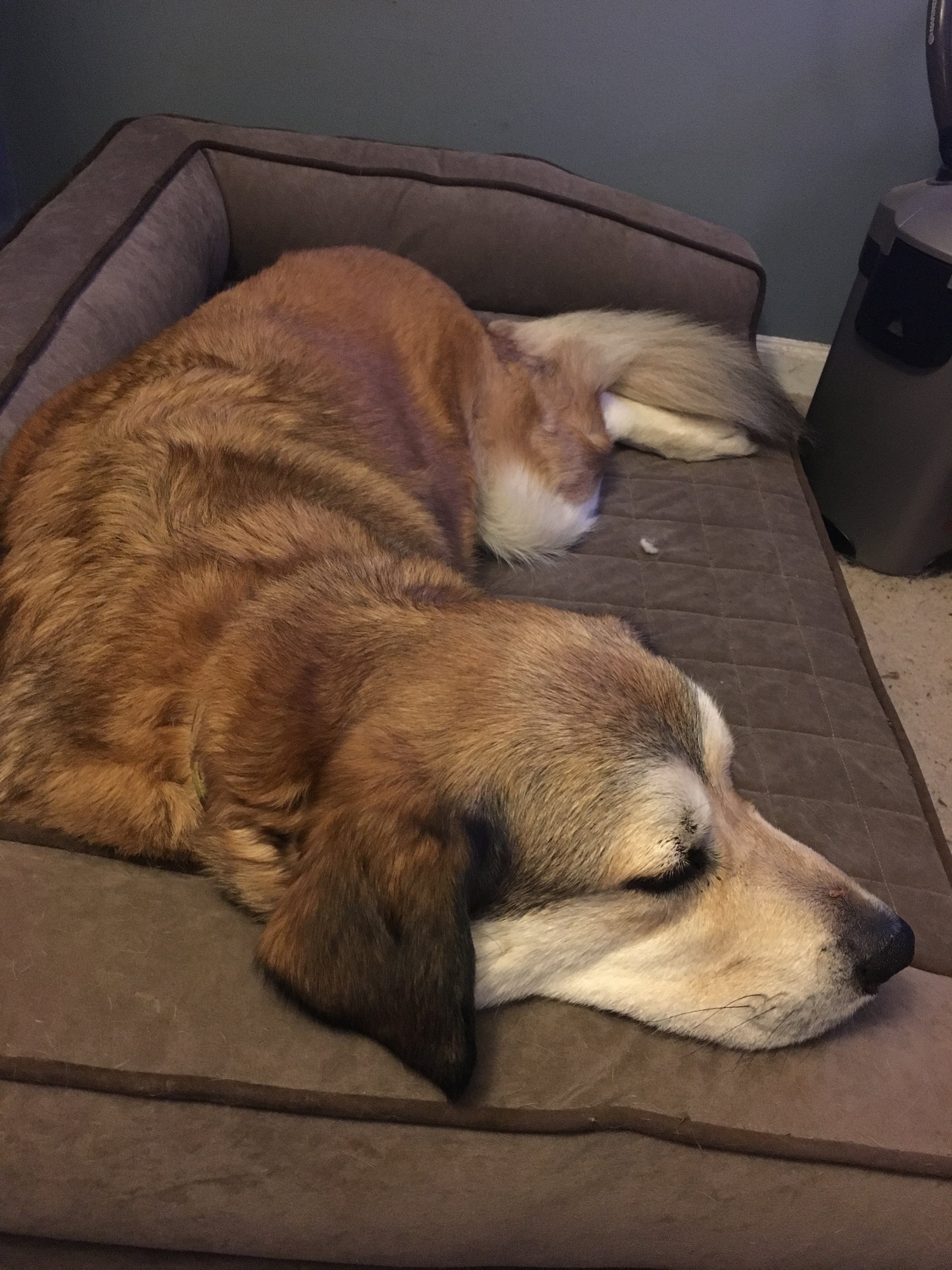 light brown dog laying on mocha buddyrest crown supreme dog bed